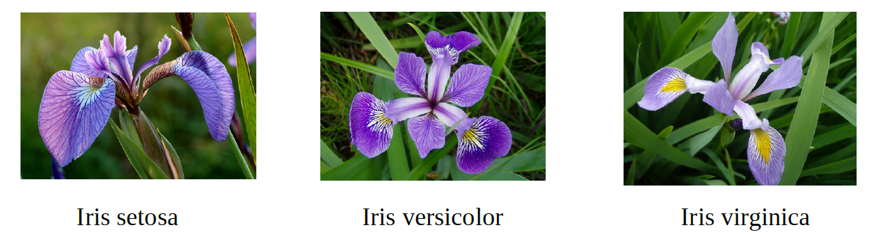 Iris